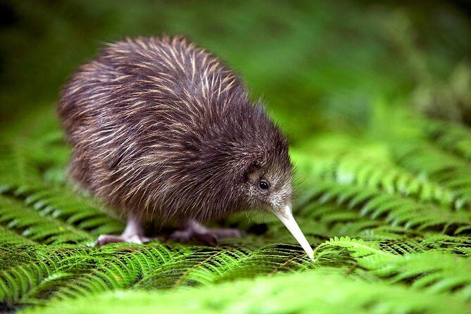 Akaroa Shore Excursion: Banks Peninsula, Christchurch City Tour and Willowbank Wildlife Reserve - Key Points