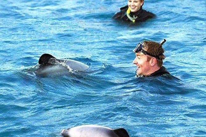 Akaroa Swim with Dolphins Tour from Christchurch - A Practical Overview of the Tour Experience