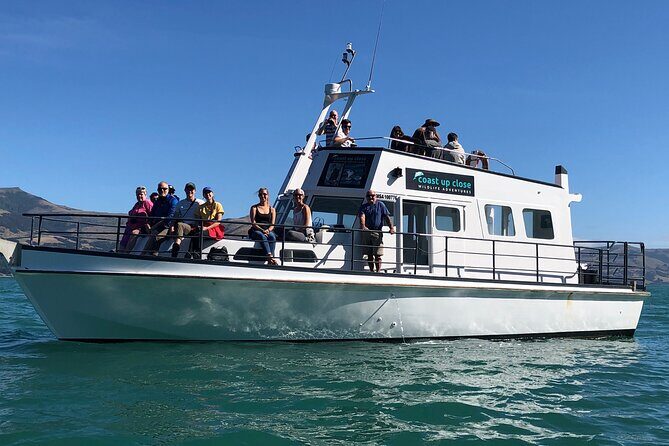 Akaroa Wildlife Cruise - Exploring the Akaroa Wildlife Cruise: An Authentic Water Adventure