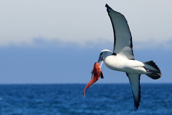 Akaroa Wildlife Cruise - Pricing and Overall Value