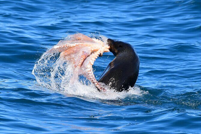 Akaroa Wildlife Cruise - FAQs