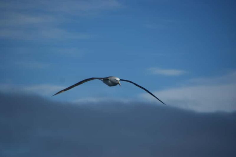 Akaroa: Wildlife Cruise with Dolphins and Penguins - Exploring Akaroa: Wildlife Cruise with Dolphins and Penguins