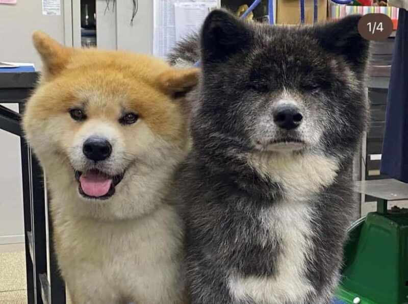 Akita: AKITA DOG DAY! A day tour by public transport - Introducing the Akita Dog Day Tour