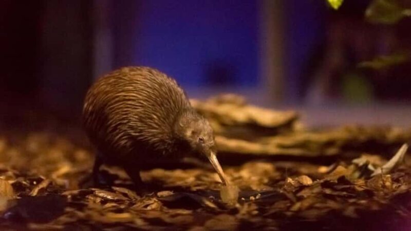 AKL: WAITOMO Glowworm, KIWI Bird, LUNCH & Hamilton Gardens - Who Will Love This Tour?
