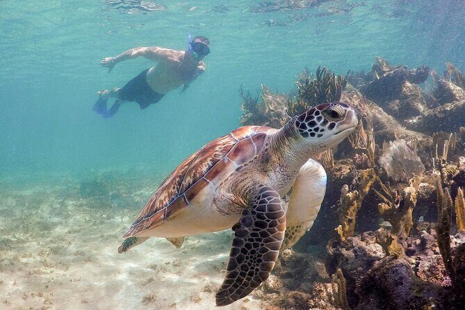 Akumal Cenote Swimming and Snorkeling from Cancun & Costa Mujeres - Authentic Experiences and Authenticity