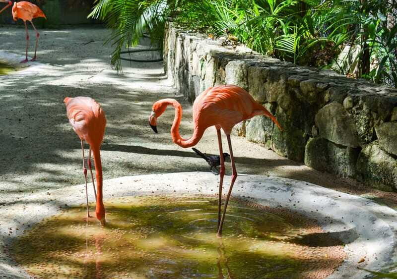 Akumal: Explore the Monkey Sanctuary, ATV Circuit and Cenote - Who Will Love This Tour?