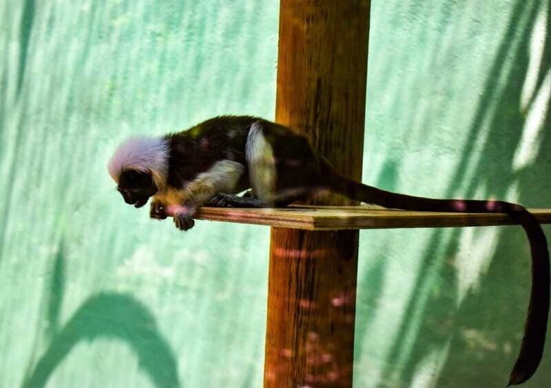 Akumal: Explore the Monkey Sanctuary, ATV Circuit and Cenote - Final Thoughts