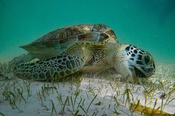 Akumal : Guided Snorkeling with Green Turtles and Corals - A Personal Look at Akumal’s Guided Snorkeling Tour