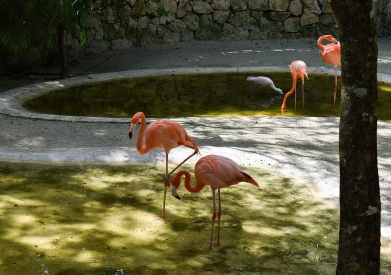 Akumal: Monkey Sanctuary, ATV, Cenote, & Yalku Snorkel Tour - Who Will Love This Tour?