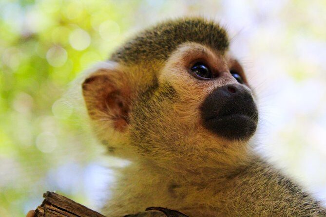 Akumal Monkey Sanctuary - The Experience in Detail