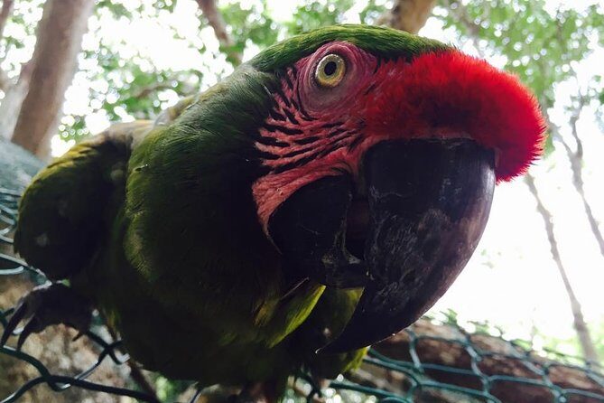 Akumal Monkey Sanctuary - FAQ
