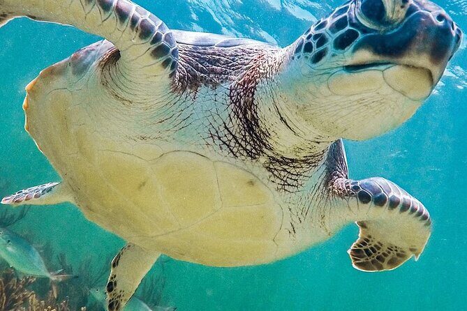 Akumal Reef Snorkel and Turtle Sanctuary From Riviera Maya - The Journey to Akumal