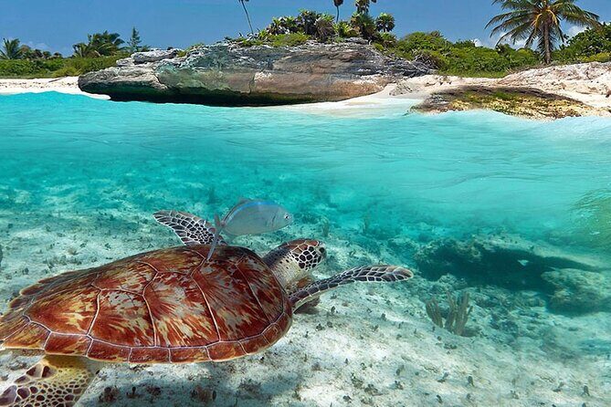Akumal Reef Snorkel and Turtle Sanctuary From Riviera Maya - What You Might Not Love