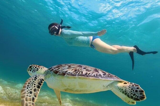 Akumal Reef Snorkel and Turtle Sanctuary From Riviera Maya - Who Should Consider This Tour?