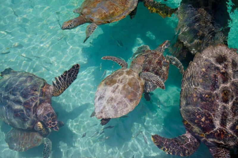 Akumal: Snorkeling Adventure with Turtles and Marine Life - Exploring Akumal: A Natural Marine Treasure