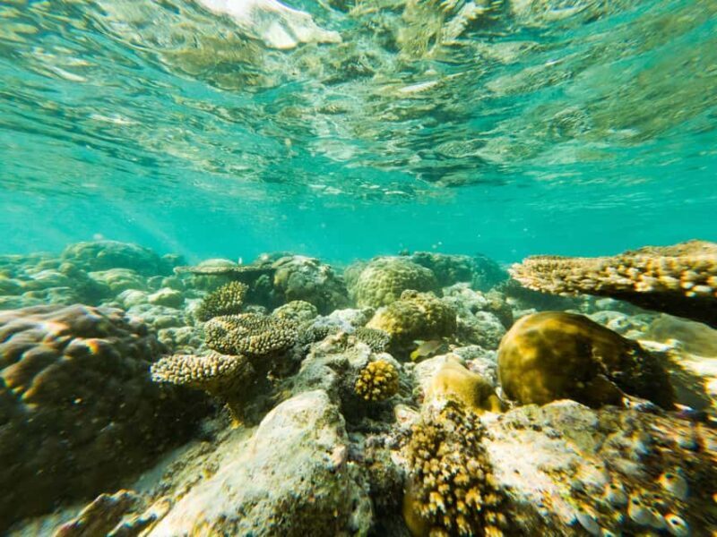 Akumal: Snorkeling Adventure with Turtles and Marine Life - The Experience: Authentic, Safe, and Ecologically Minded