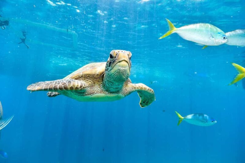 Akumal: Snorkeling Adventure with Turtles and Marine Life - Final Thoughts