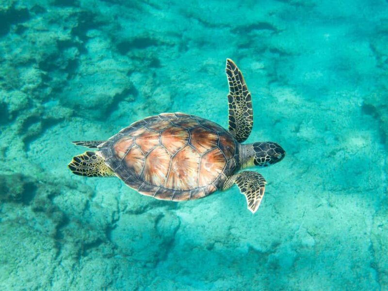 Akumal: Snorkeling Adventure with Turtles and Marine Life - FAQ