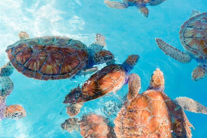 Akumal: Snorkeling with Marine Life and an Expert Tour Guide - The Practicalities: What’s Included and What’s Not