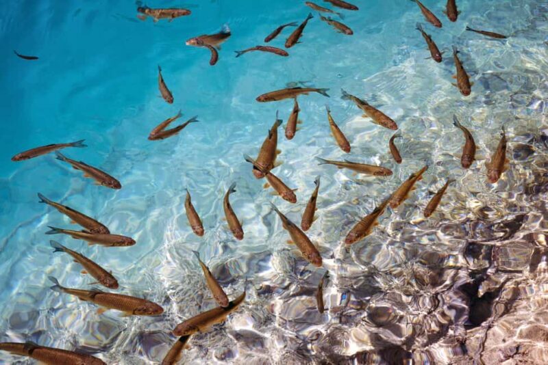 Akumal: Snorkeling with Marine Life and an Expert Tour Guide - Final Thoughts on the Experience