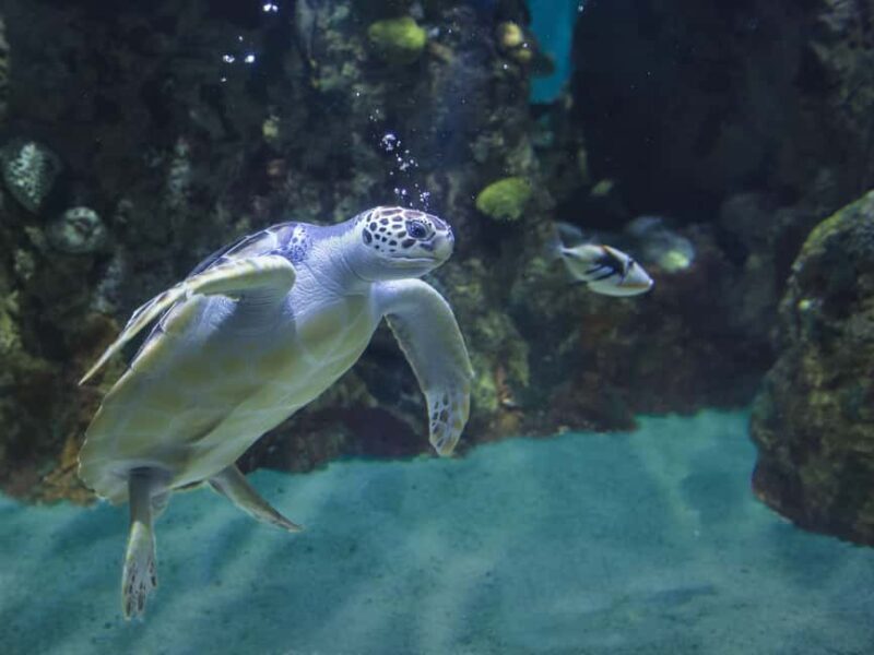 Akumal: Snorkeling with Marine Life and an Expert Tour Guide - In The Sum Up