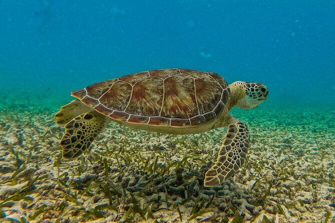 Akumal Snorkeling With Turtles - The Itinerary: What to Expect on Your Tour