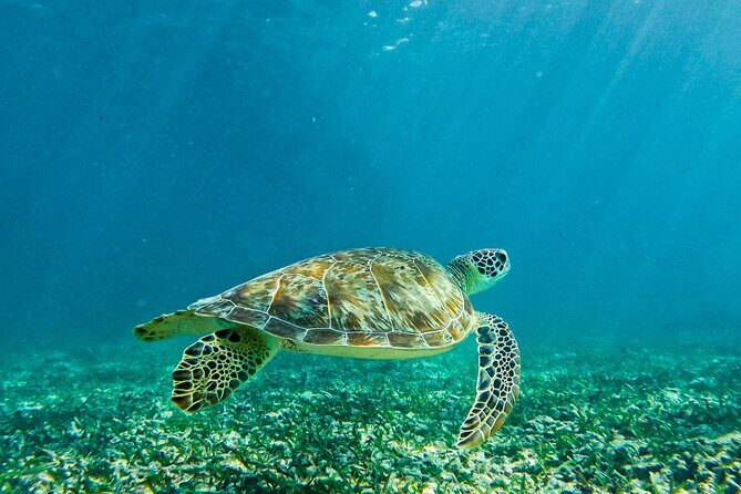 Akumal Snorkeling With Turtles - Why This Tour Might Be Perfect for You