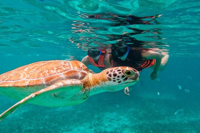 Akumal Snorkeling With Turtles - Final Thoughts: Who Will Appreciate This Tour?
