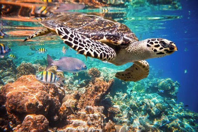 Akumal Turtles, Snorkel Tour from Cancun or Riviera Maya - Key Points