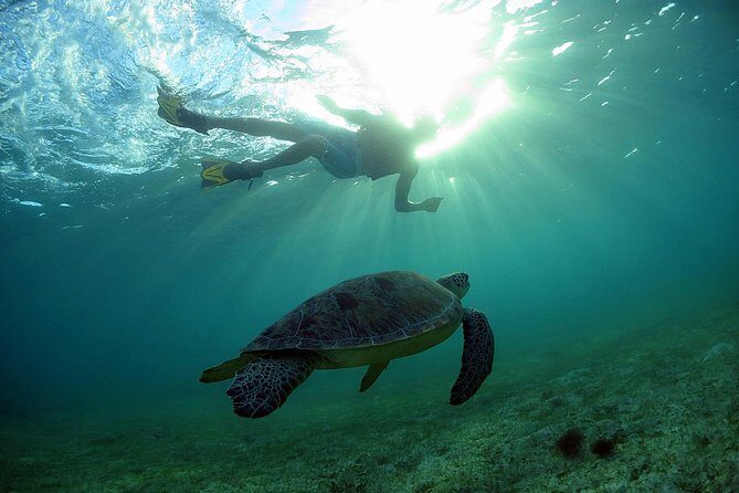 Akumal Turtles, Snorkel Tour from Cancun or Riviera Maya - The Pros and Cons in Detail