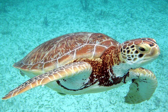 Akumal Turtles, Snorkel Tour from Cancun or Riviera Maya - Practical Tips for Travelers