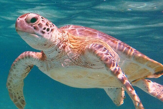 Akumal Turtles Snorkeling and GoPro pictures - Exploring Akumal Turtles Snorkeling and GoPro Pictures: A Full Review