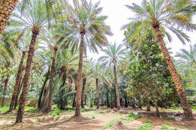 Al Ain City Sightseeing tour with Lunch from Dubai - Exploring the Al Ain City Sightseeing Tour from Dubai: A Practical Review