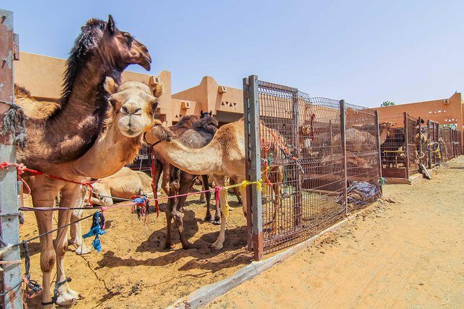 Al Ain City Sightseeing tour with Lunch from Dubai - A Deep Dive Into the Itinerary and Experience
