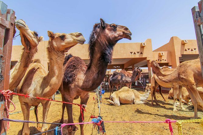 Al Ain City Sightseeing tour with Lunch from Dubai - Final Thoughts: Is This Tour Right for You?