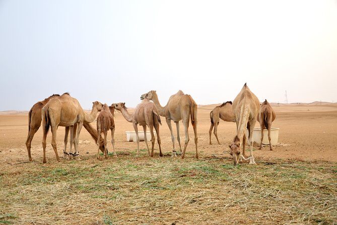 Al Ain Desert Safari with Buffet Dinner - The Food and Entertainment