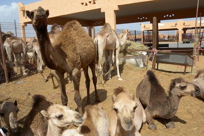 Al Ain Garden City Tour From Dubai - A Deep Dive Into the Tour Experience