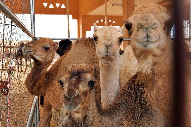 Al Ain Oasis Tour with Pickup and Drop off - Who Would Love This Tour?