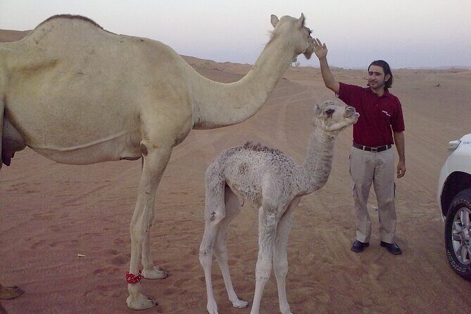 Al Awir Morning Desert Safari Dubai - A Well-Organized, Authentic Desert Experience