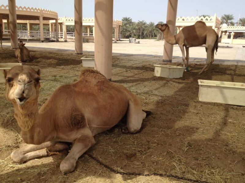 Al Hidd: Bahrain in a Day - Exclusive MSC Cruise Passengers - FAQ