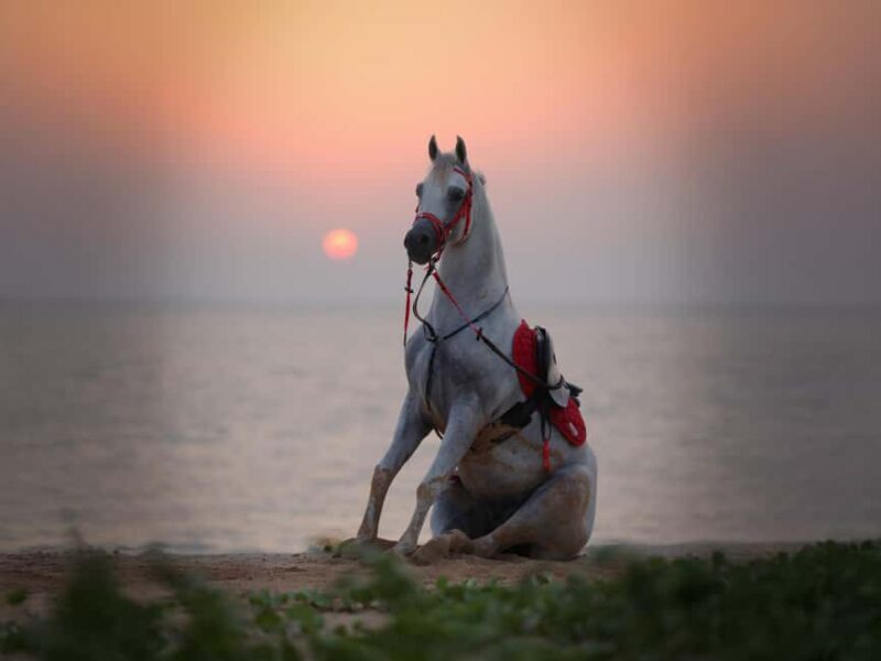 Al Mirfa: Forest Horseback Riding Adventure - What Makes This Horseback Riding Experience Stand Out?