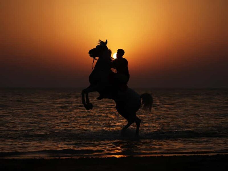 Al Mirfa: Forest Horseback Riding Adventure - The Itinerary and What to Expect