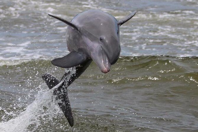 Alabama Gulf Coast Dolphin Cruise - Frequently Asked Questions