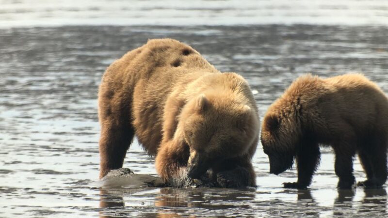 Alaska 9 Day Ocean Wildlife to Interior Wilderness Adventure - An Overview of the Itinerary