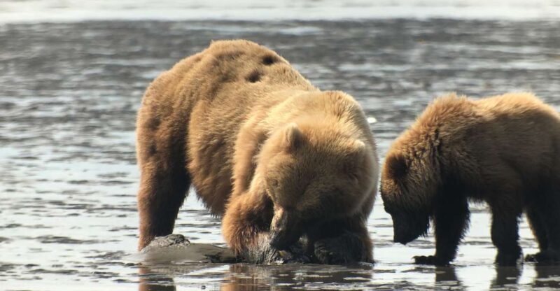 Alaska 9 Day Ocean Wildlife to Interior Wilderness Adventure - How the Tour Supports Authentic Experiences