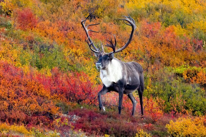 Alaska 9 Day Ocean Wildlife to Interior Wilderness Adventure - Transportation, Lodging, and Value
