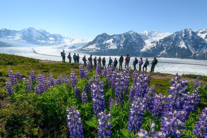 Alaska Heli Hiking - ANCHORAGE AREA - An Up-Close Look at the Itinerary