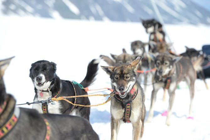 Alaska Helicopter and Glacier Dogsled Tour - ANCHORAGE AREA - The Experience for Different Travelers