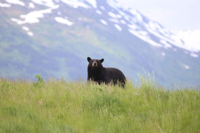 Alaska: Kenai Fjords & Denali National Park 5 Day Adventure - Final Thoughts