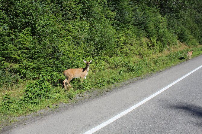 Alaska Native Cultural and Wildlife Adventure - FAQ